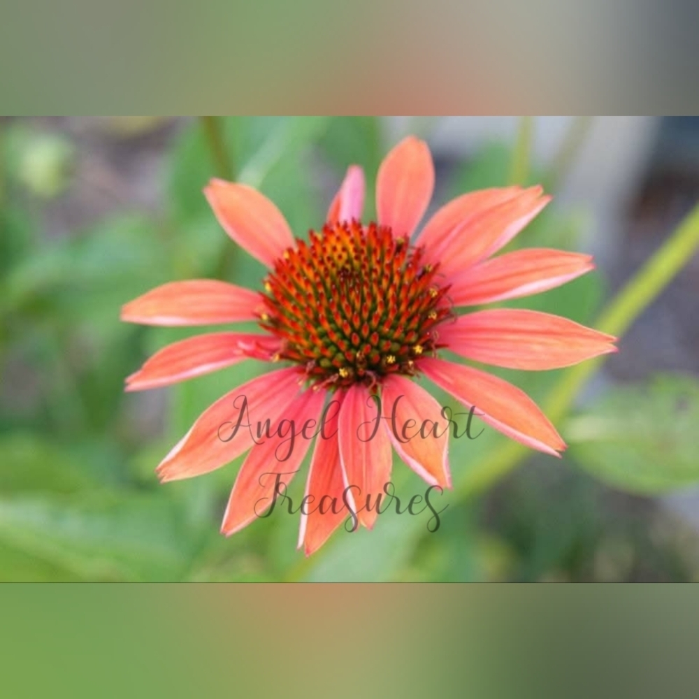 4x6 Original Nature Photography Of Echinacea Flower Bloom Photo Print